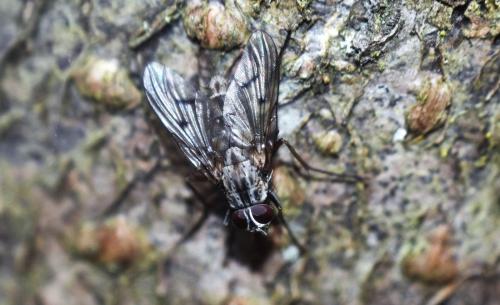 Réf. 356 951 : Phaonia fuscata